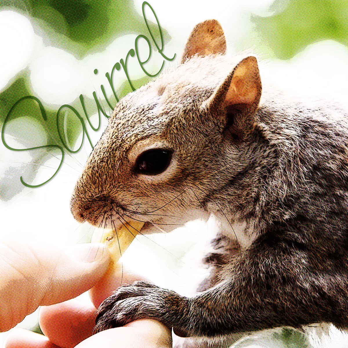 21_Squirrel